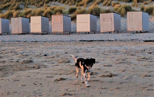 Dog at the beach